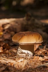 Boletus mushroom in the autumn forest