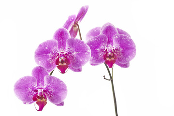 Naklejka na ściany i meble Flower orchids