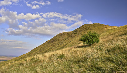 Tree and hill
