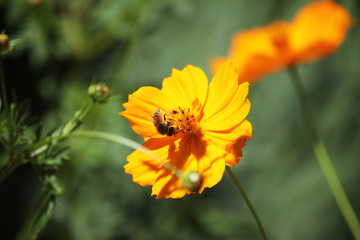 キバナコスモスとミツバチ