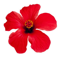 Red hibiscus