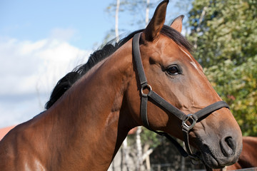 bay horse profile portrait