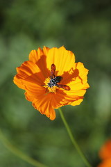 キバナコスモスとハチ