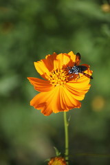 キバナコスモスとハチ