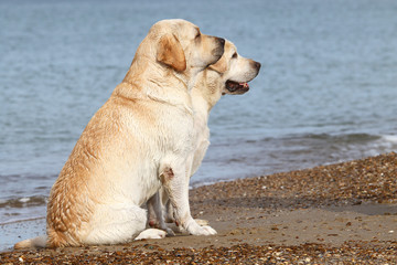 labradors at the sea