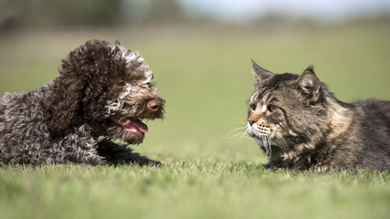dog and cat on the grass