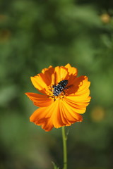 キバナコスモスとハチ