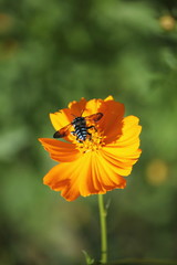 キバナコスモスとハチ