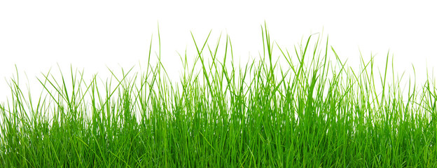 Fototapeta premium grass