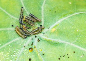 Large White Butterfly Caterpillars