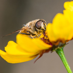 Plains Pollen Picker