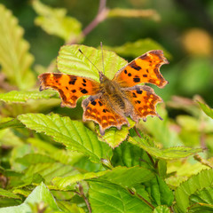 Comma