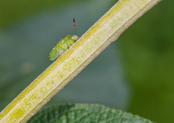 Beneath The Bug