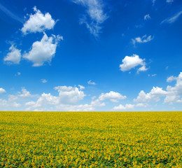 Obraz premium sunflowers