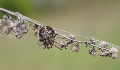 Паук-крестовик