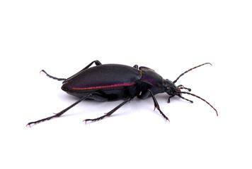 black beetle