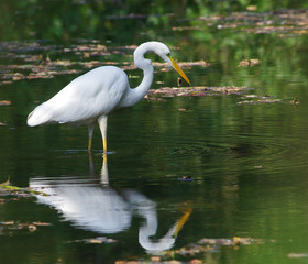 White Heron (Egretta alba)