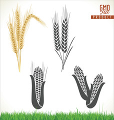 Wheat and corn - obrazy, fototapety, plakaty