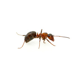 Ant on white