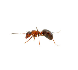 Ant on white