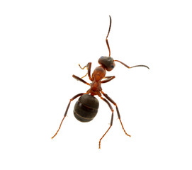 Ant on white
