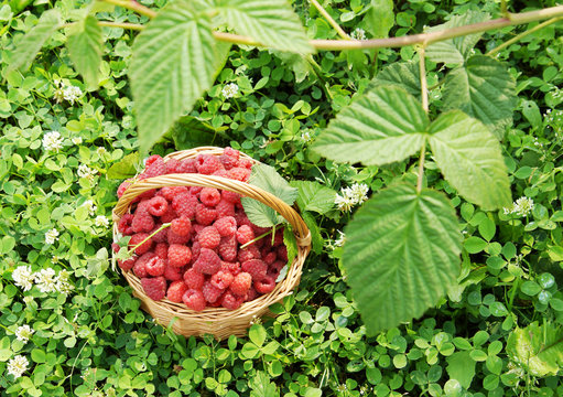 Wicker basket full of ripe red raspberry on the grass