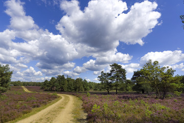 Weg durch die Lünenburger Heide