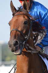 Fototapeta premium trotteur