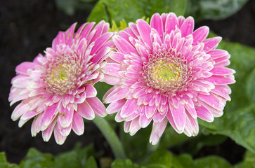 pink gerbera flowers