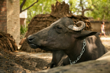 Close up of an indian animal buffalo
