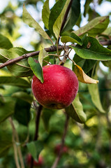 juicy apples on branch with green leaves