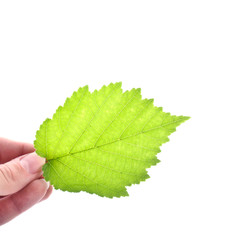 Leaf in a hand