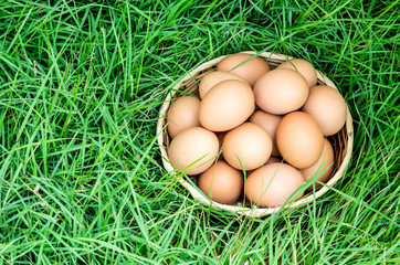 Top view of egg in basket on fresh green grass