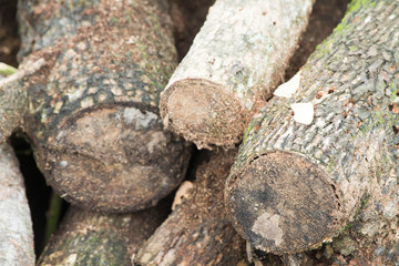 Firewood