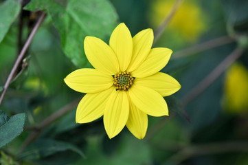 Gelbe Blume