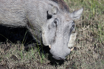 Бородавочник кормится. Дельта Окованго, Ботсвана.