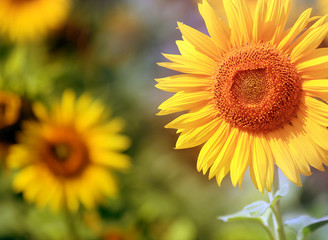 Obraz premium sunflower