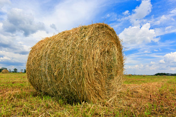 Hay rolls on meadow