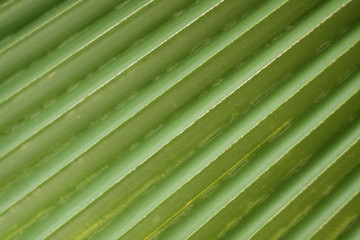 lines and texture of green palm leaf.