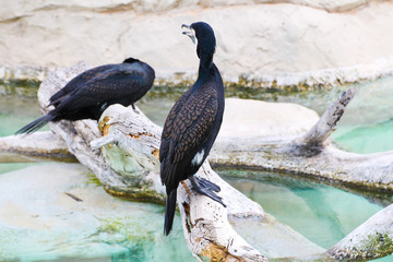 Fototapeta premium Schwarzer Vogel
