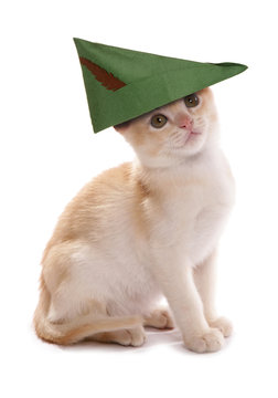 robin hood kitten