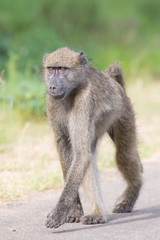 Baboon walking along a road looking for trouble