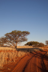 Fototapeta na wymiar Strada di terra rossa con acacia, Africa