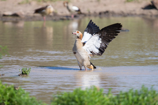 Egyptian goose standing in water flapping wings to dry