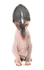 Sphynx Kitten wearing a norseman helmet studio cutout