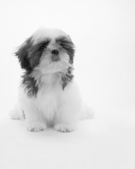 シーズー　室内犬