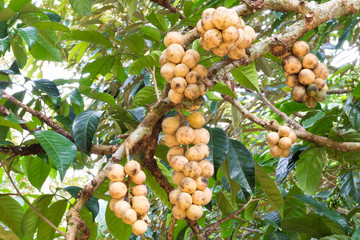 Wollongong delicius fruit Thailand