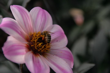 Dahlie