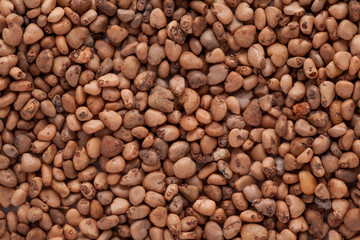Psidium guajava (guava)