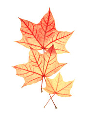 family of maple leafs